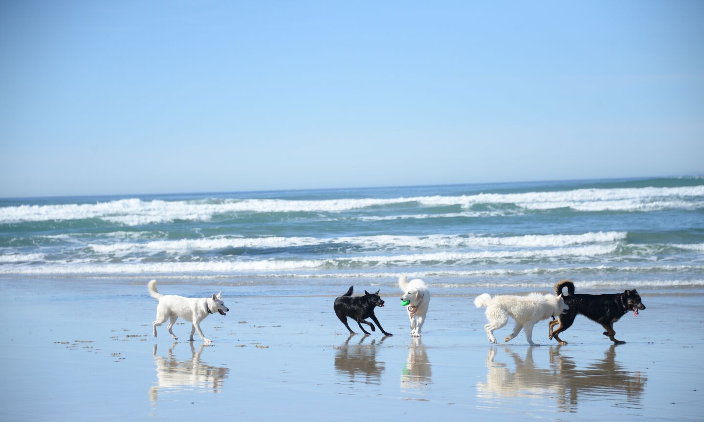 A group of pups become friends at Del Mar Dog Beach.