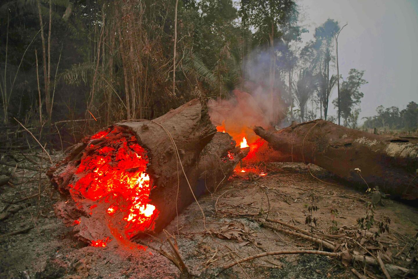 Amazon fires