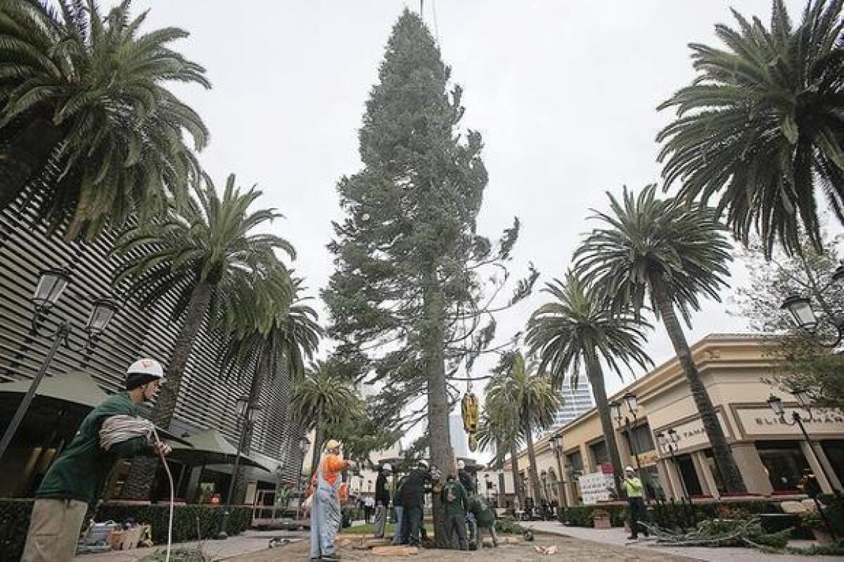 A crew with Victor's Custom Christmas Trees places a 90-foot white fir at Fashion Island on Monday.