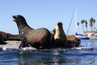 Sea lions sit on a dock in Oceanside Harbor