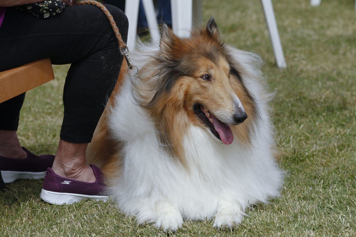Harvey waits with his owner Diana Kulhanek before competing in the "Most Handsome Male Dog" competition at the Del Mar 22nd Annual Ugly Dog Contest. (Nelvin C. Cepeda)