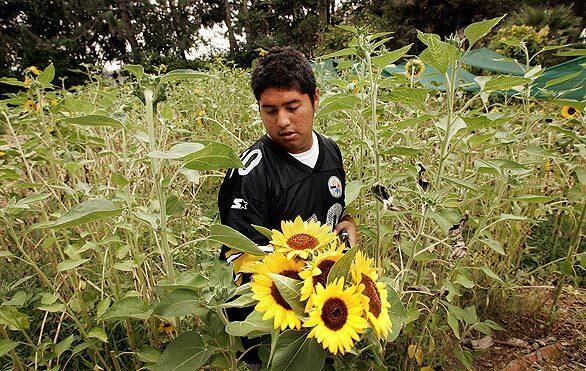 Elvis Ardon, 17, clips sunflowers from the garden at North Hollywood High School, where he and other students learn about gardening and business under the direction of Mud Baron, who oversees the Los Angeles Unified School District's garden program.