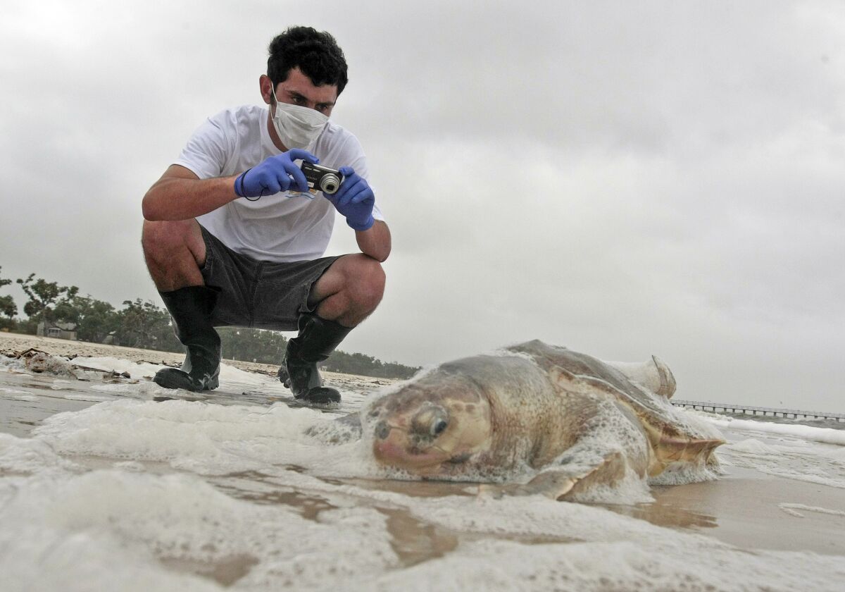 FILE - In this May 2, 2010 photo, Institute of Marine Mammal Sciences researcher Justin Main takes photographs of a dead sea turtle on the beach in Pass Christian, Miss. Beach crews have found the first sea turtle nest on the Mississippi mainland in four years. A Harrison County Sand Beach crew that was cleaning up found what appeared to be turtle tracks just east of the Pass Christian Harbor, officials said. (AP Photo/Dave Martin, File)