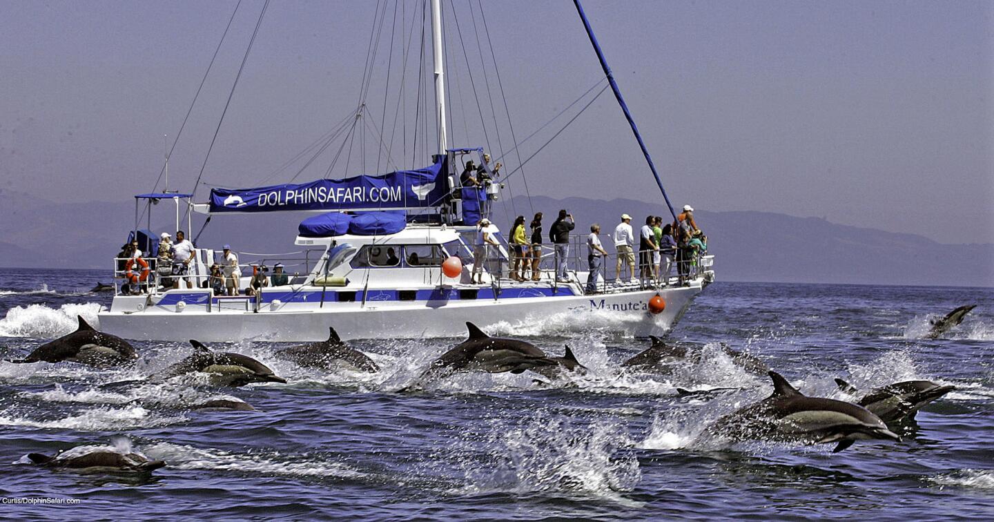 A group of dolphins swim alongside the Manute'a catamaran during a dolphin and whale watching expedition near Dana Point.