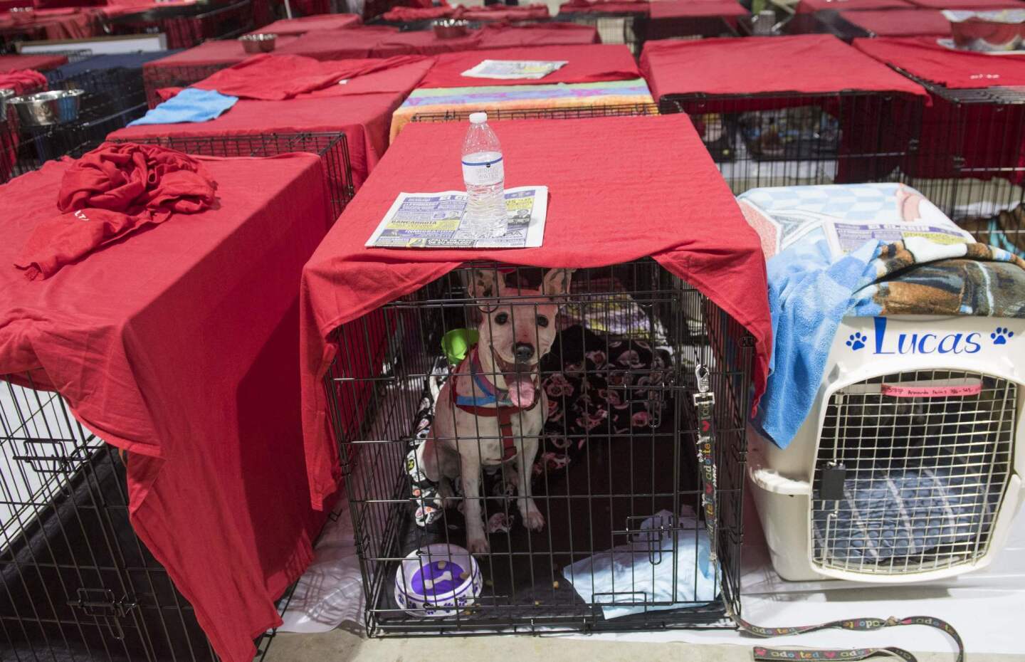 Dogs sit inside their cages as hundreds of people gather in a pet-friendly emergency shelter at the Miami-Dade County Fair Expo Center in Miami on Sept. 8, 2017, ahead of Hurricane Irma.