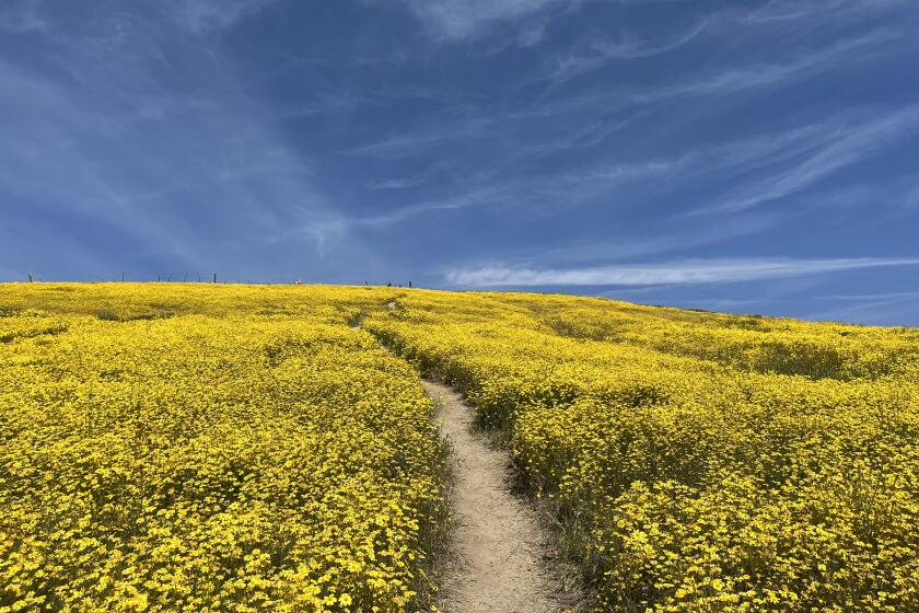 A trail leads through wildflowers at Carrizo Plain National Monument.