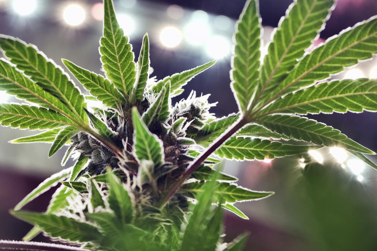 FILE - A mature marijuana plant begins to bloom under artificial lights at Loving Kindness Farms in Gardena, Calif., May 20, 2019. A campaign to legalize recreational marijuana gathered enough signatures to make it on Missouri's November ballot, the secretary of state announced Tuesday, Aug. 9, 2022. (AP Photo/Richard Vogel, File)