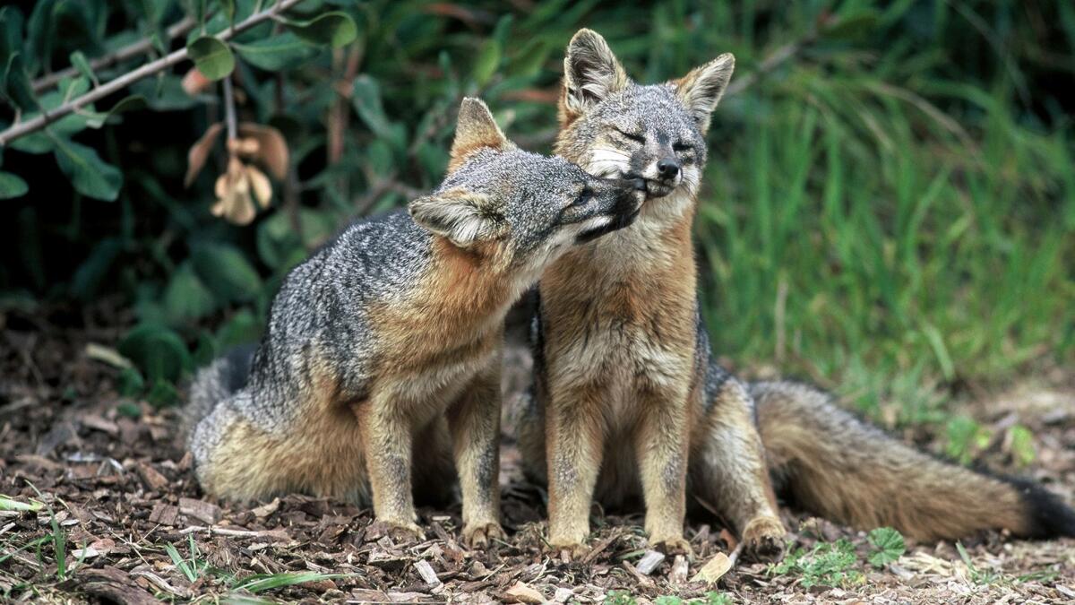This undated photo provided by the U.S. Fish and Wildlife Service shows two island foxes in Channel Islands National Park, Calif. Three fox subspecies native to California's Channel Islands were removed from the list of endangered species Thursday, Aug. 11, 2016, in what federal officials have called the fastest recovery of any mammal listed under the Endangered Species Act. (Chuck Graham/U.S. Fish and Wildlife Service via AP)