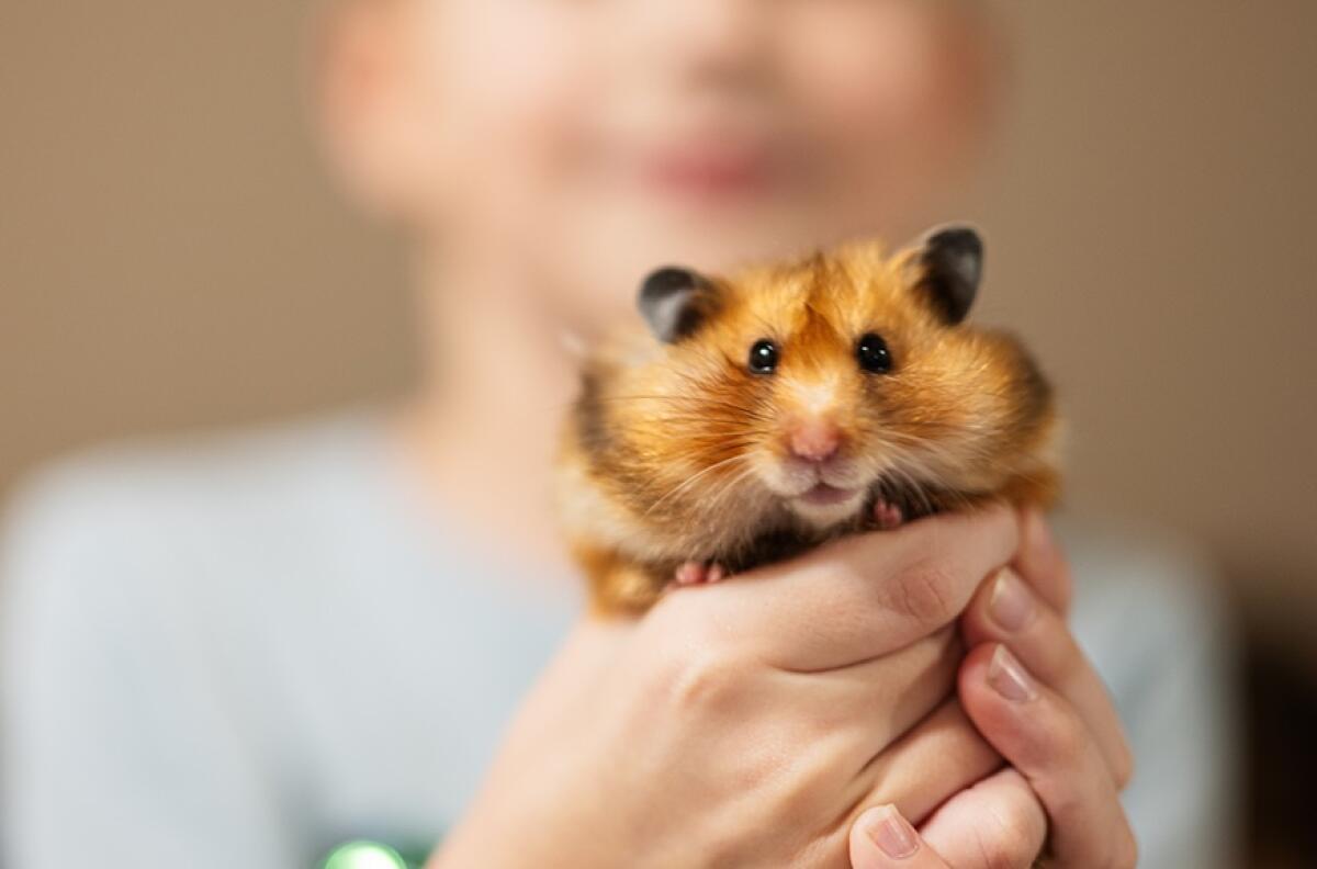 A closer look at Hamster Vaccination Options For Beginners