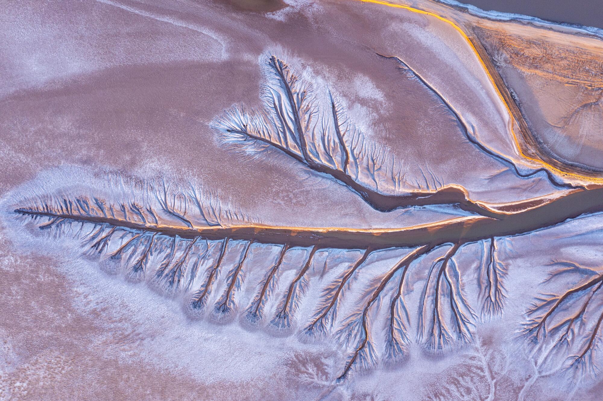 Tentacles formed by the ebb and flow of tides etch a pattern into mud in the Colorado River Delta in Mexico.