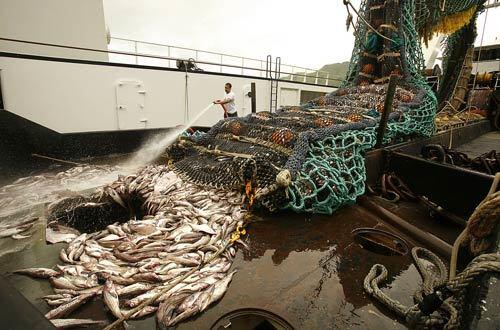 A crewman hoses pollock into the hold of the 191-foot trawler Aurora. Alaskan pollock is America's largest fishery, one of many employing an individual quota system that a new study says is good for fishermen and fish alike.