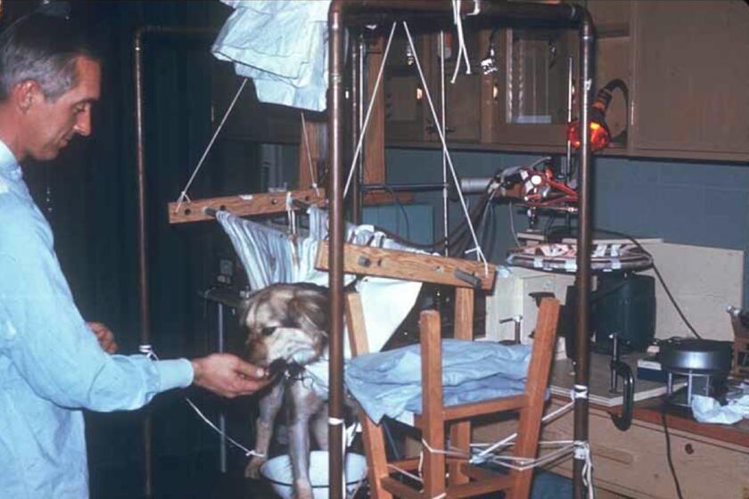 Phil Drinker was an engineer from MIT, who along with Dr. Robert Bartlett developed ECMO in the 1960s. Their testing of the early ECMO machine took place in a research laboratory at Harvard's medical school and was initially tried on dogs that had taken from the pound in Boston. This photos comes to us from Robert Bartlett.