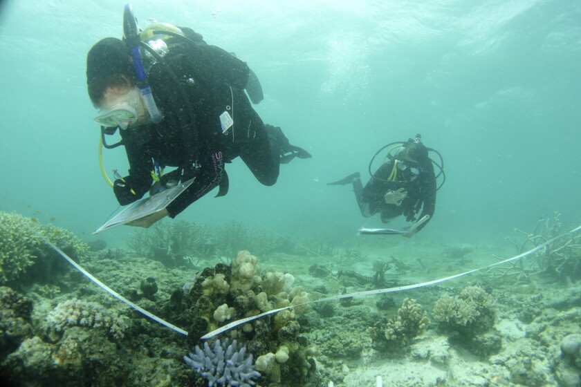 In this photo provided by the Great Barrier Reef Marine Park Authority divers survey a part of the Barrier Reef off Townsville, March 12, 2016. The Australian government on Friday, Jan. 28, 2022, pledged to spend another 1 billion Australian dollars ($704 million) over nine years on improving the health of the Great Barrier Reef after stalling a UNESCO decision on downgrading the natural wonder’s World Heritage status. (C. Jones/Great Barrier Reef Marine Park Authority via AP)