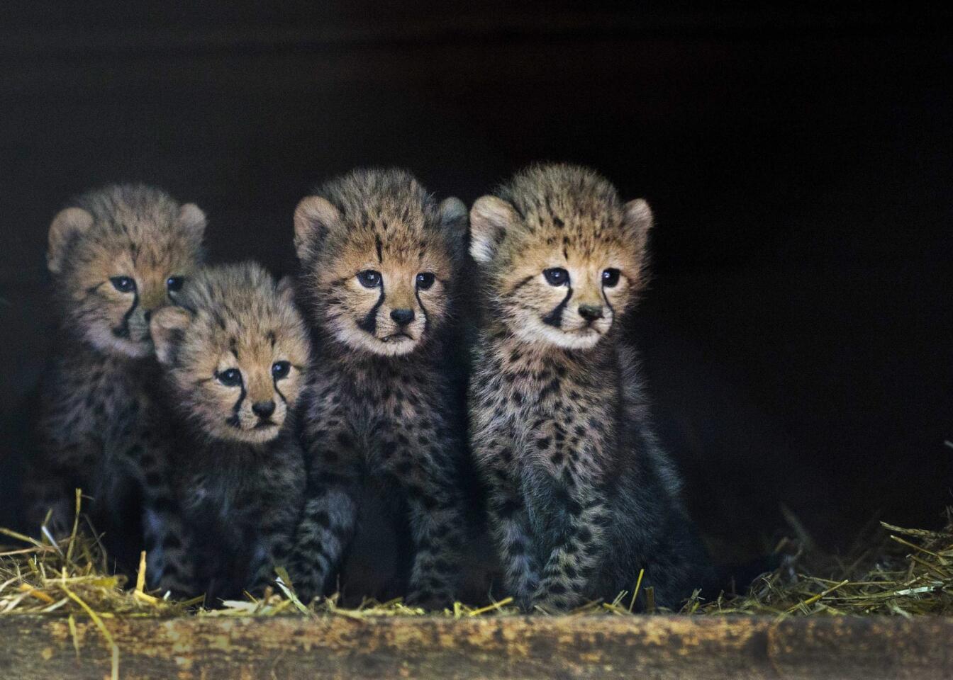 Four of the six cheetah cubs at about 2 months old.