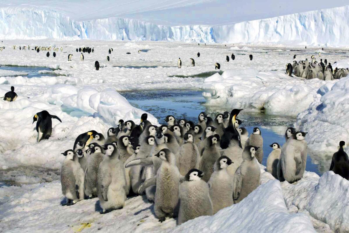 Crowds of emperor penguins on the ice 