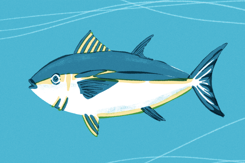 Should we be eating the endangered bluefin tuna? - Los Angeles Times