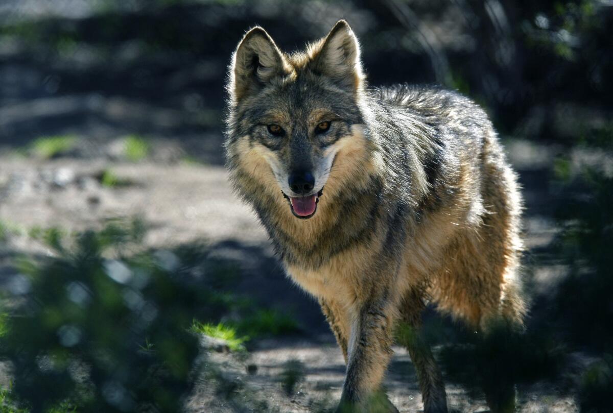 Wolves were among the topics on this year's PSAT, according to students on Twitter.