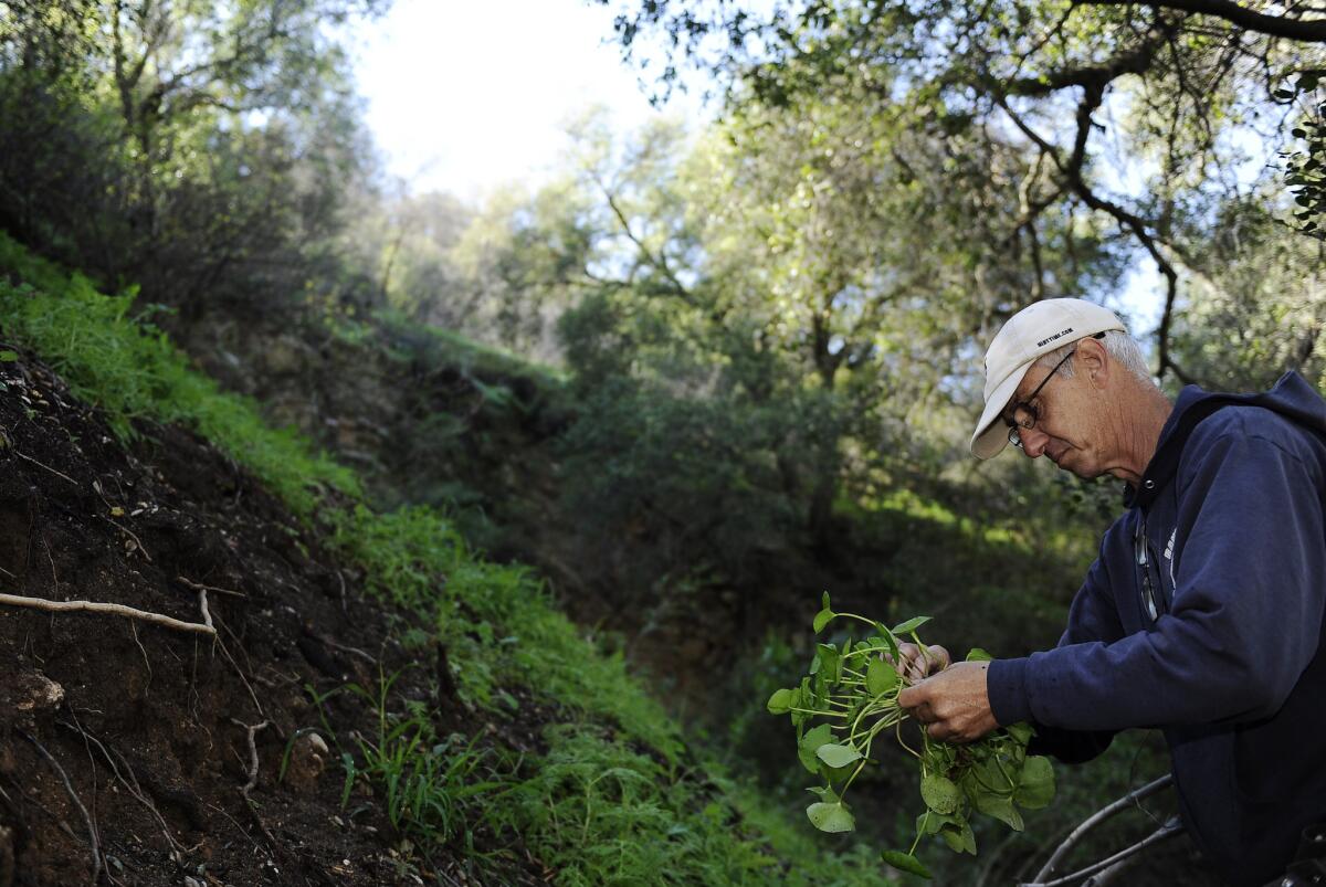 Pascal Baudar discovers miner's lettuce (Claytonia perfoliata), which is a fine wild salad green.