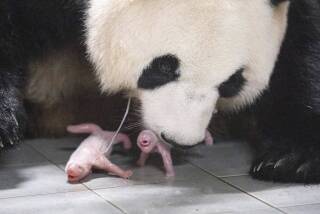 Esta imagen proporcionada por Samsung C&T Corp. muestra a la hembra de panda gigante Ai Bao y sus cachorros gemelos en un parque temático en Yongin, Corea del Sur, el viernes 7 de julio de 2023. (Samsung C&T Corp. via AP)