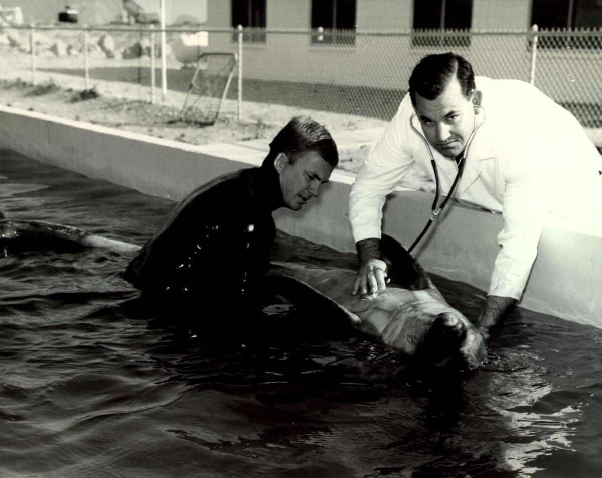 A diver holds a dolphin in a pool while a veterinarian in a white coat holds a stethoscope to its chest