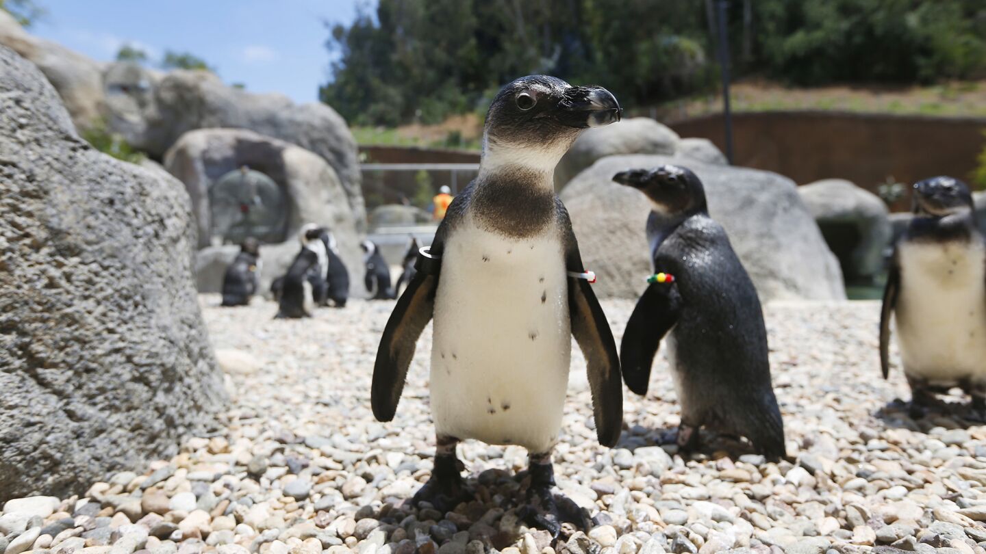 African penguins walk around the new Cape Fynbos habitat in the soon-to-open Conrad Prebys Africa Rocks exhibit at the San Diego Zoo. Africa Rocks opens on July 1st.