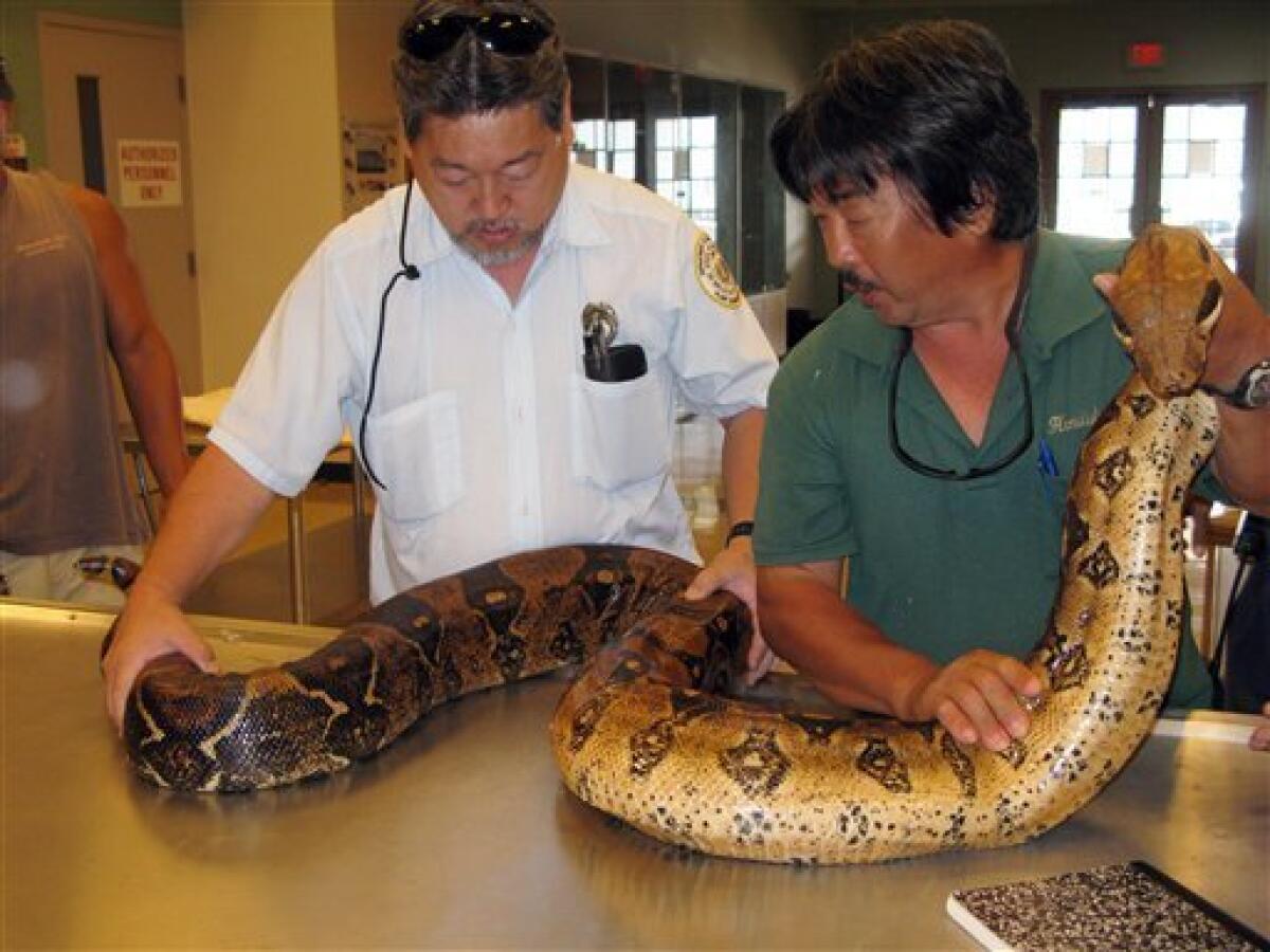 Python  San Diego Zoo Animals & Plants