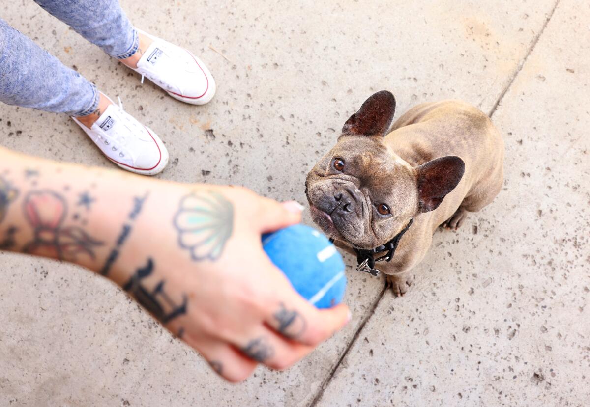 Yasmine Hazeart plays with her French bulldog named Havoc.
