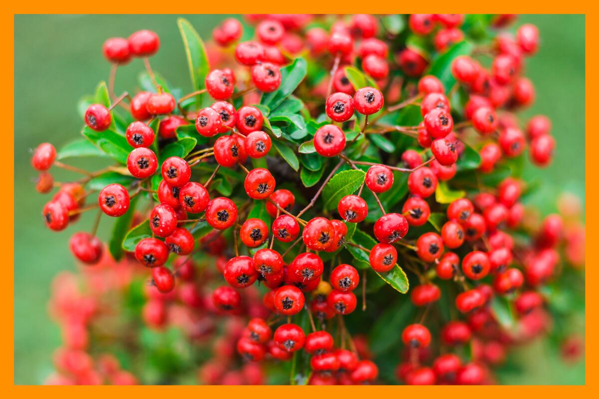 A close-up photo of bright red holly berries