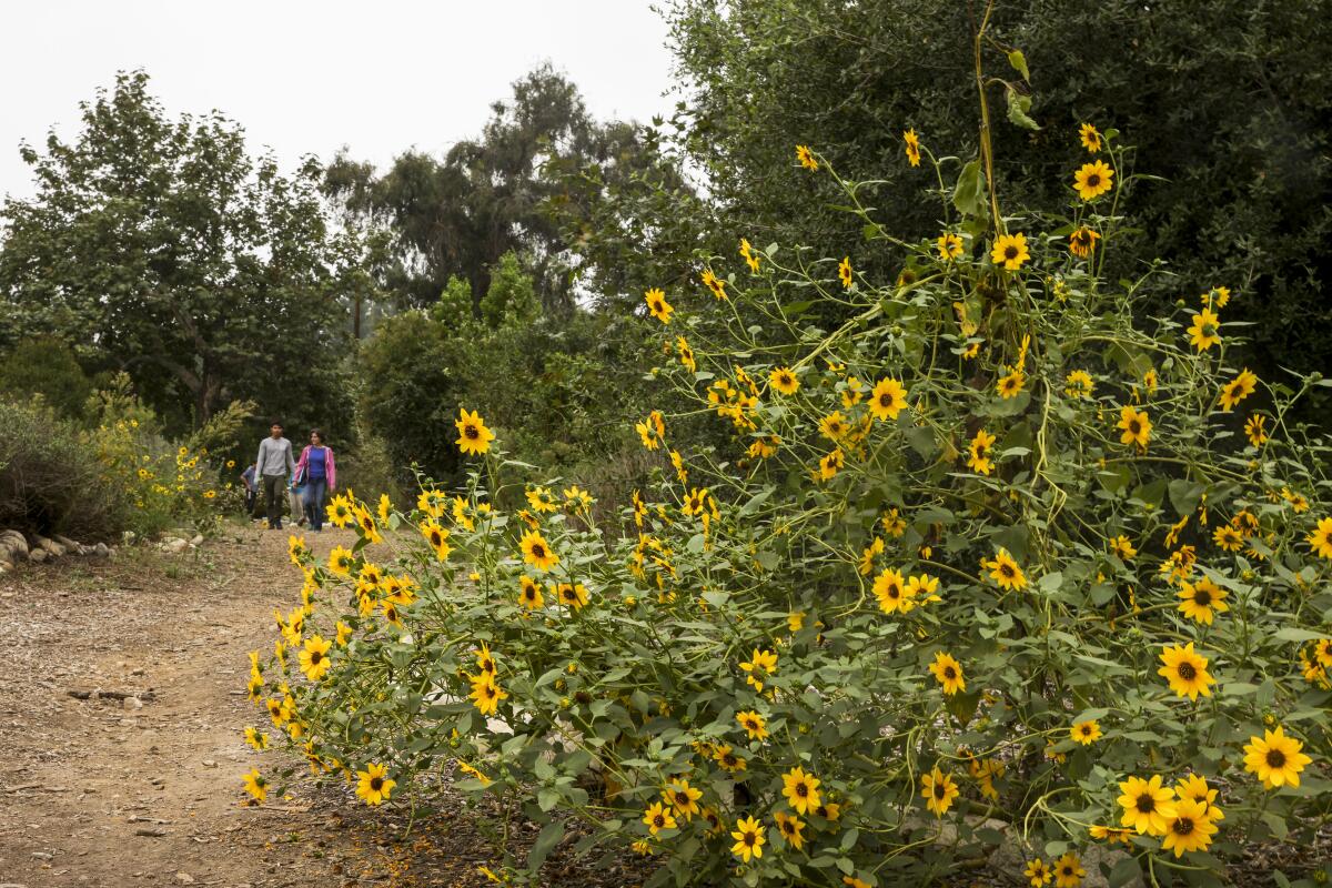 Two people walk on a trail as they approach a sprawling sunflower plant in bloom at South Pasadena Nature Park.