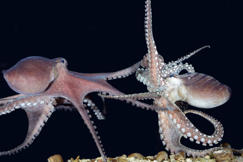 A pair of larger Pacific striped octopus, or LPSOs, separate after mating. The elusive animals, which some feared were extinct, are unusually social for octopuses -- sharing dens and mating beak-to-beak, scientists report.