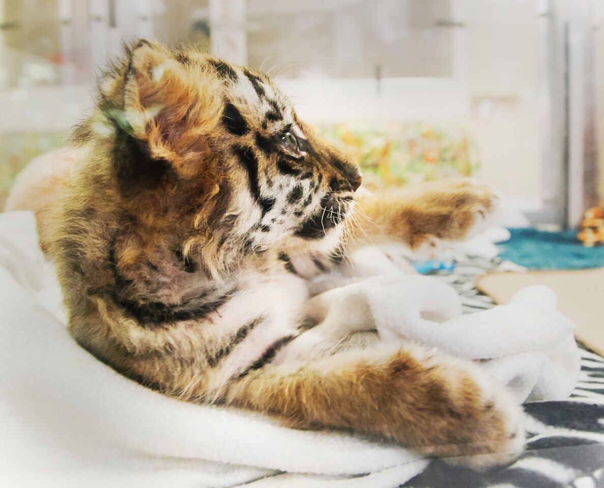 Tiger Cub Confiscated at Border