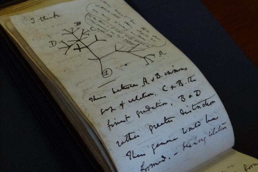 In this photo provided by Cambridge University Library on Tuesday, April 5, 2022, a view of the Tree of Life Sketch in one of naturalist Charles Darwin's notbeooks which have recently been returned after going missing in 2001, in Cambridge, England. Two of naturalist Charles Darwin’s notebooks that were reported stolen from Cambridge University's library have been returned, two decades after they disappeared. (Stuart Roberts/Cambridge University Library via AP)