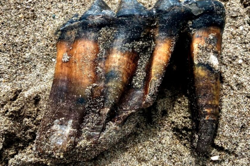 Jennifer Schuh took photographs of a mastodon tooth on May 26, 2023, at Rio Del Mar beach. (Jennifer Schuh)