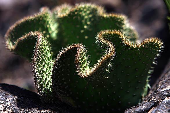 Limestone Canyon - Cactus