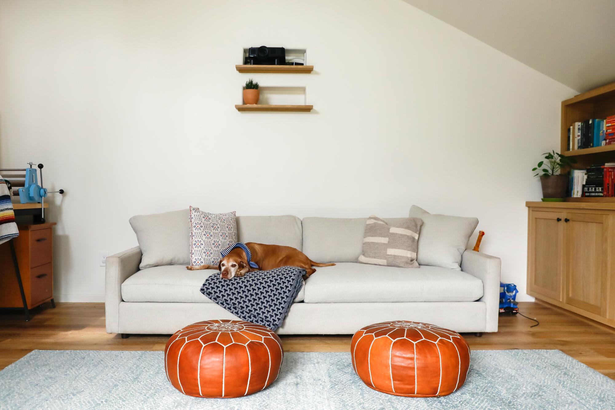 A dog rests on a blanket on a gray couch with two brown leather ottomans in front of it
