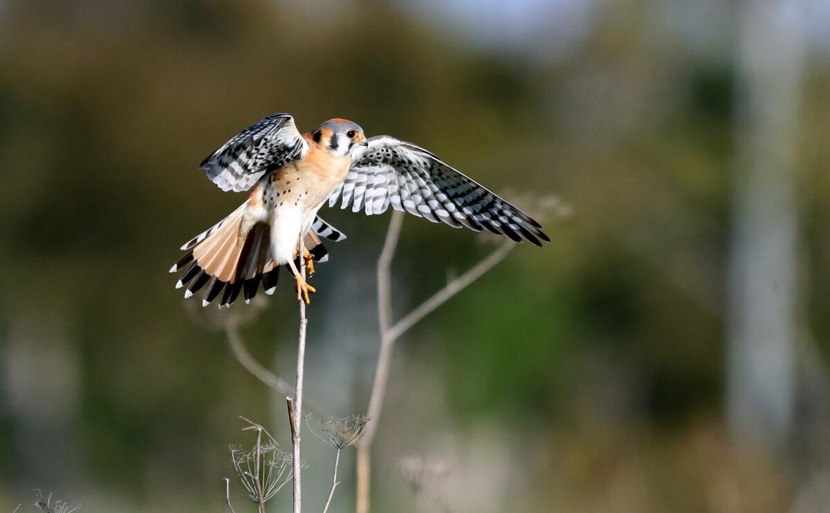 An American Kestrel perches on a dried stalk of mustard at Fairview Park in Costa Mesa on March 4.