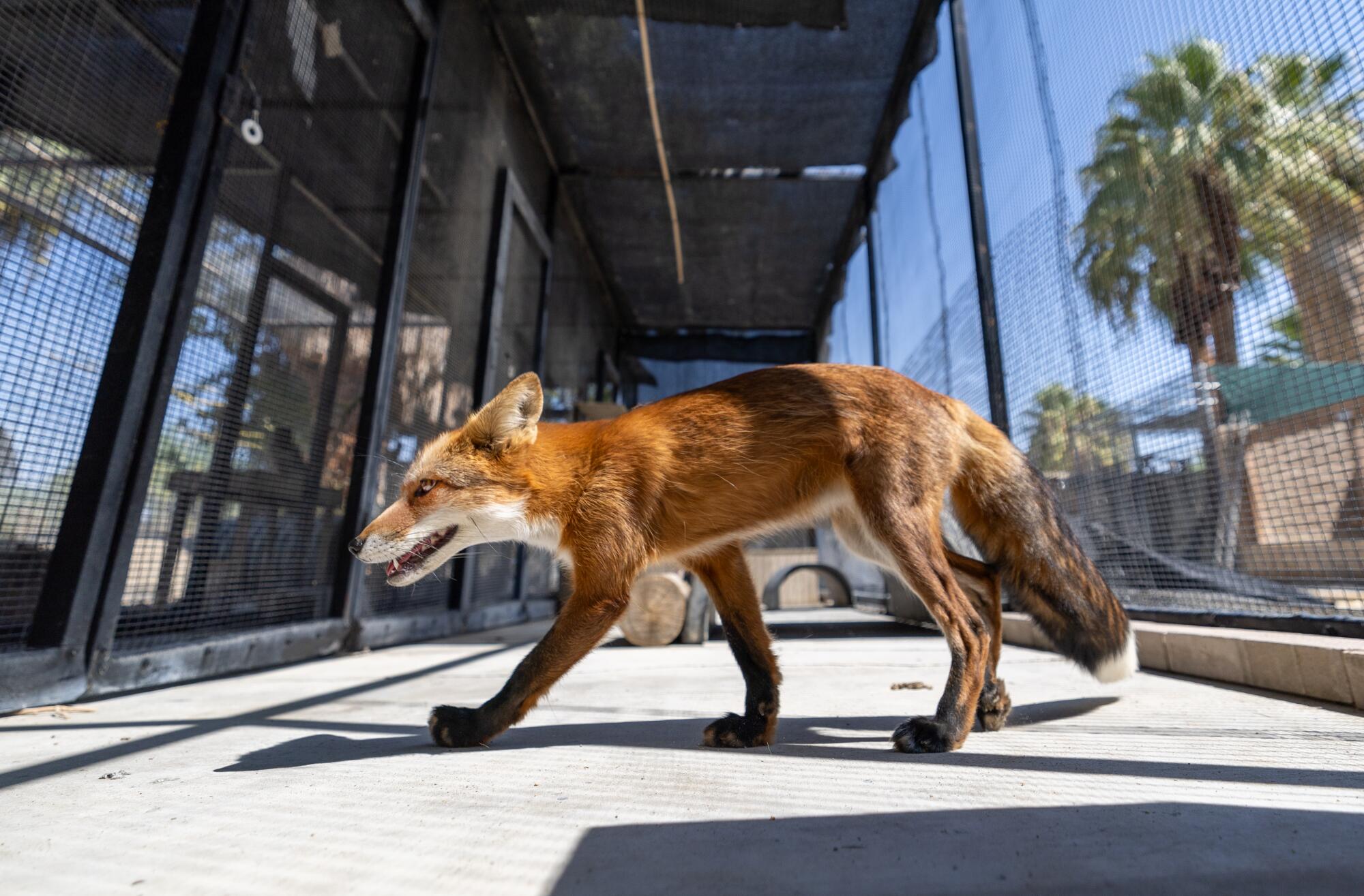 A fox walks near a doorway of a commercial buidling.