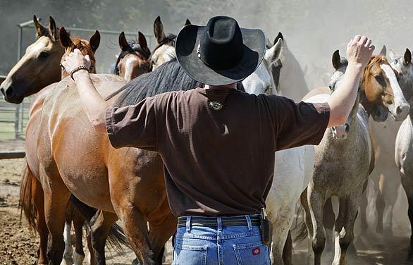 Rancho Mission Viejo Rodeo - Rodeo horses