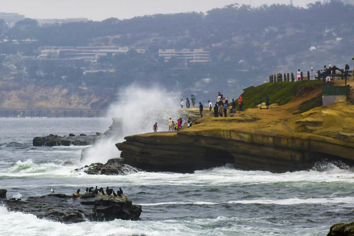 La Jolla Cove and the neighboring shoreline feature wave-carved rocks and frequent seals and sea lions.