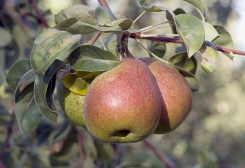 Forelle pears