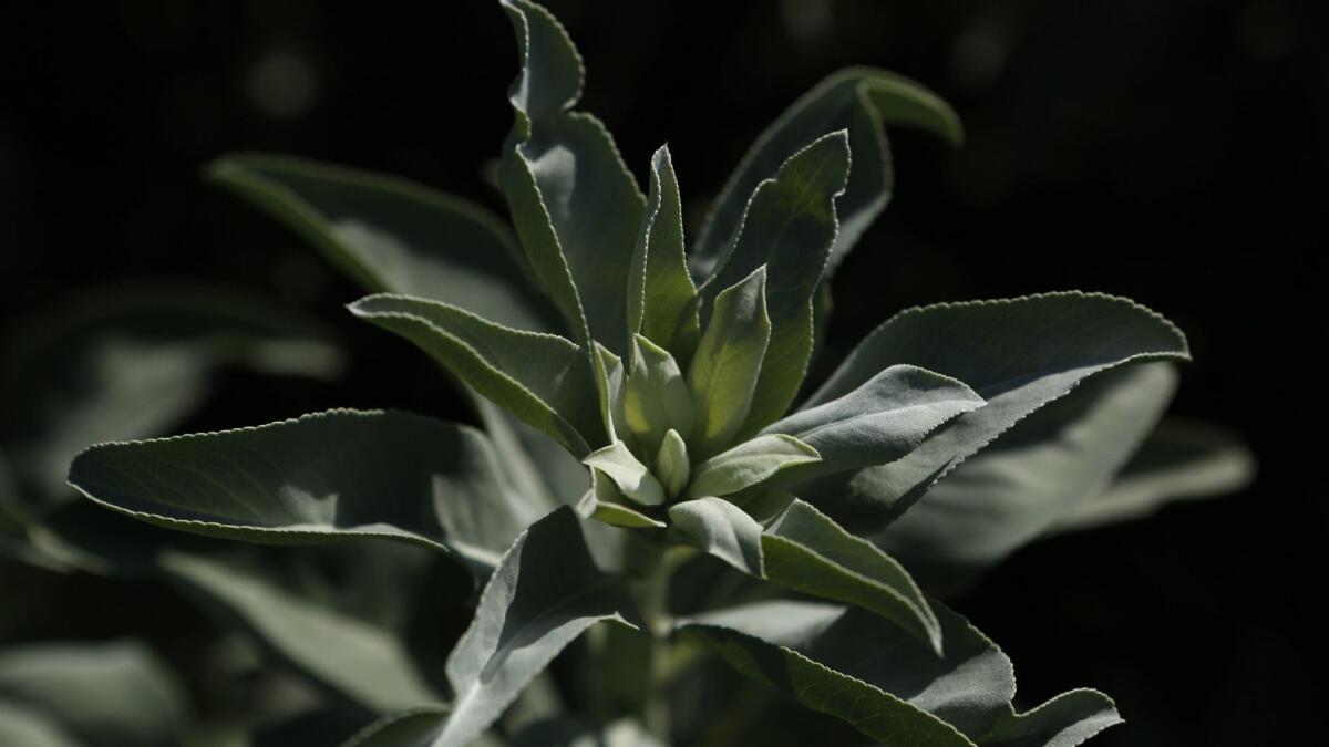 Aromatic, edible and medicinal white sage can be burned as incense.