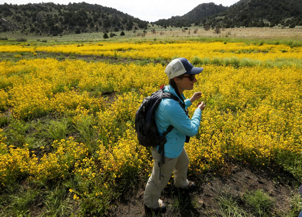 Nora Livingston, Lead Naturalist Guide for the Mono Lake Committee walks through a field of seep spring monkey flowers that are blooming in the Horse Meadows area in the Mono basin near Lee Vining.