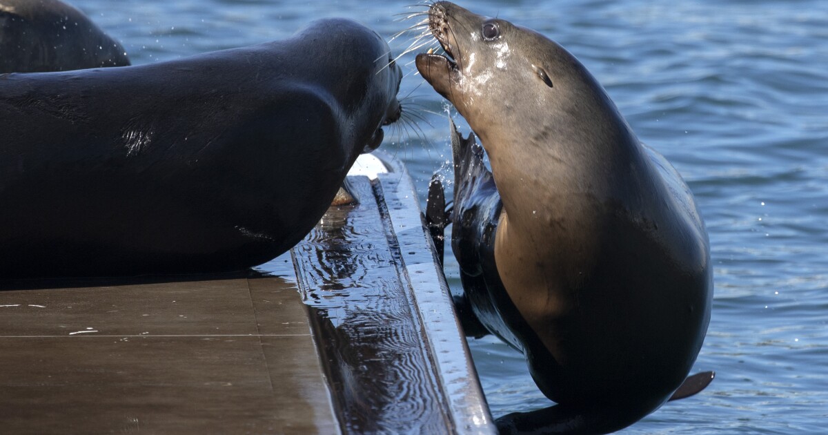 Sick sea lions spotted along Ventura County coast Sick sea lions spotted along Ventura County coast