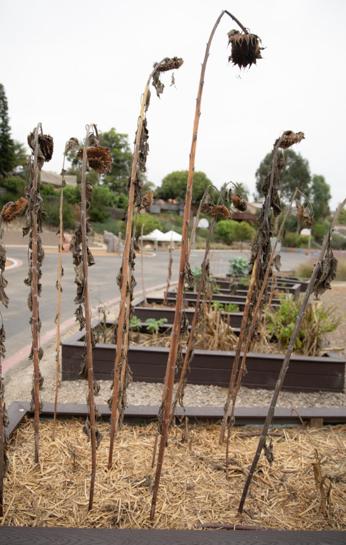 The state of the planter boxes in the Skyline School garden.