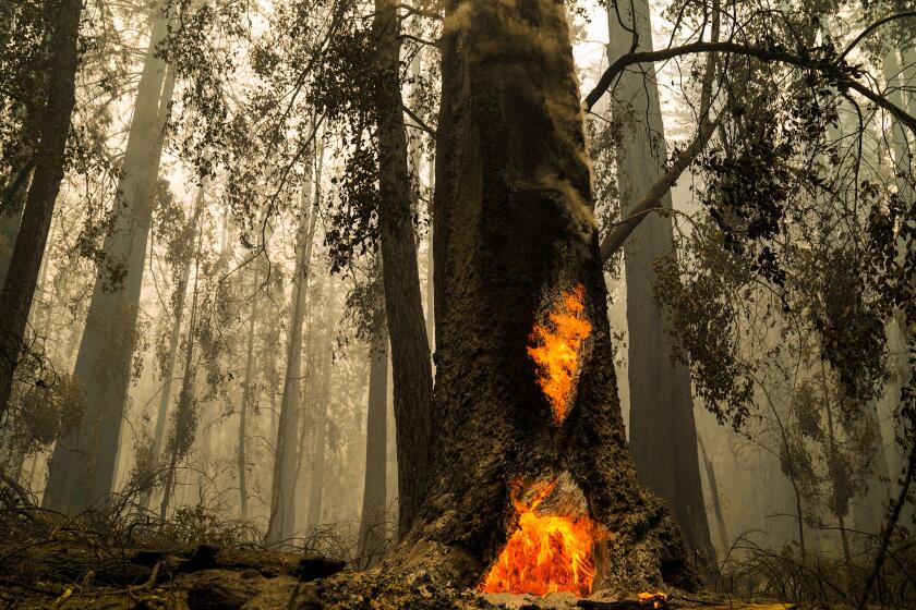 The  rainforest is on fire. Climate scientists fear a tipping point  is near - Los Angeles Times