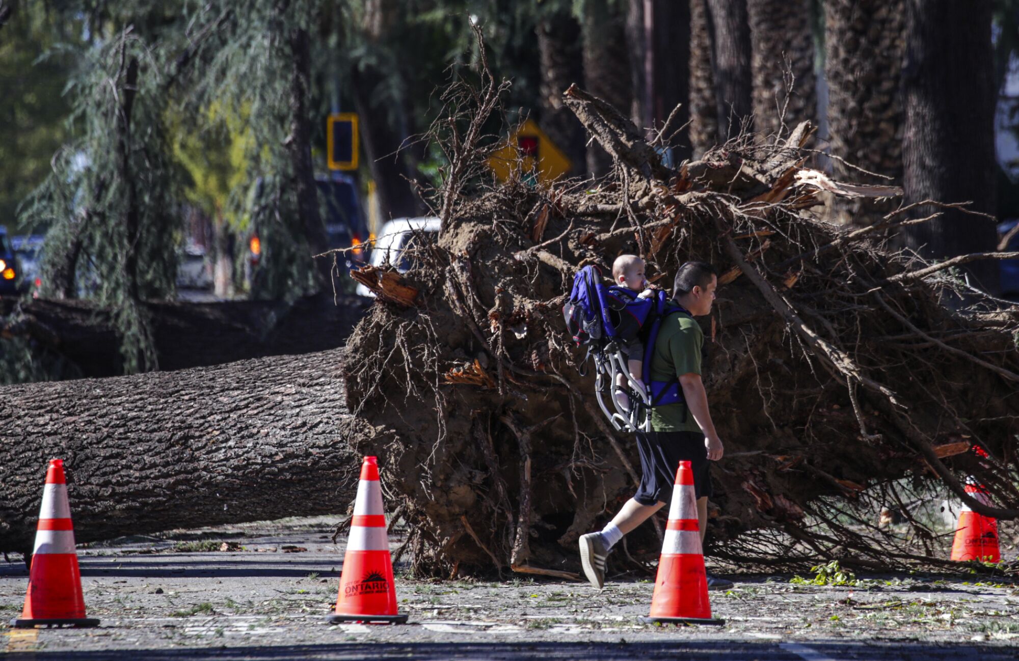 A pedestrian walks pass a massive tree toppled