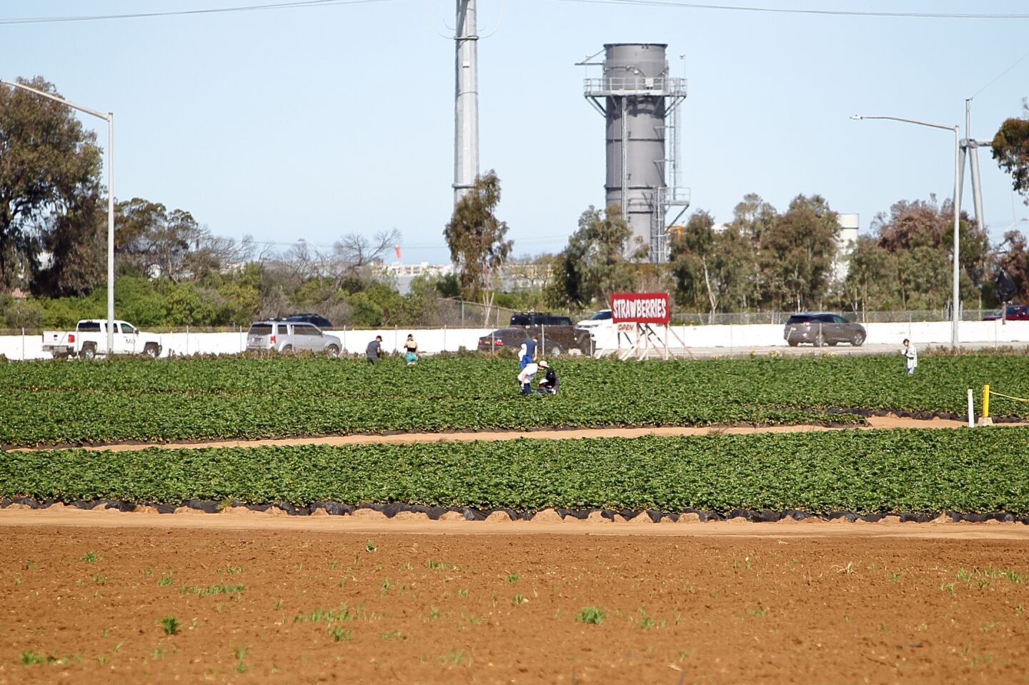 Families enjoy picking strawberries together at the Carlsbad Strawberry Company