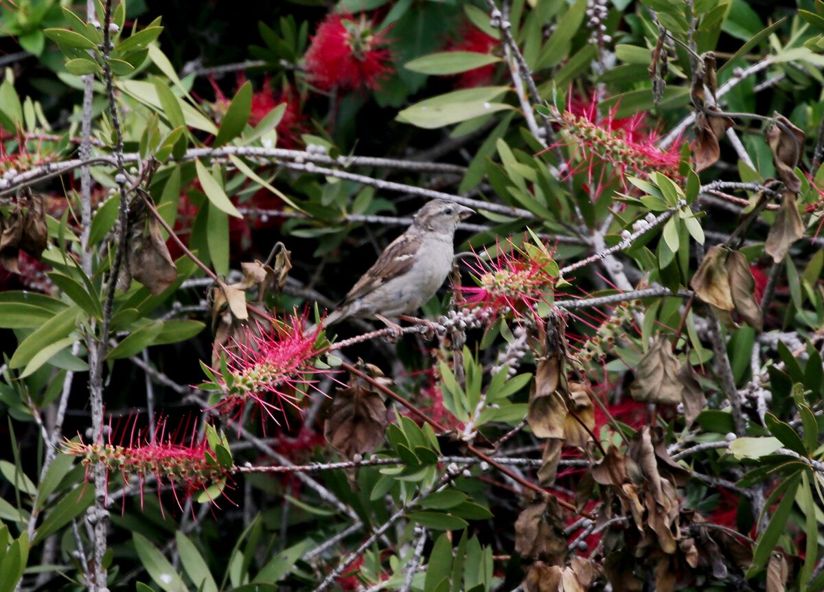 A bird perches on a flowering plant