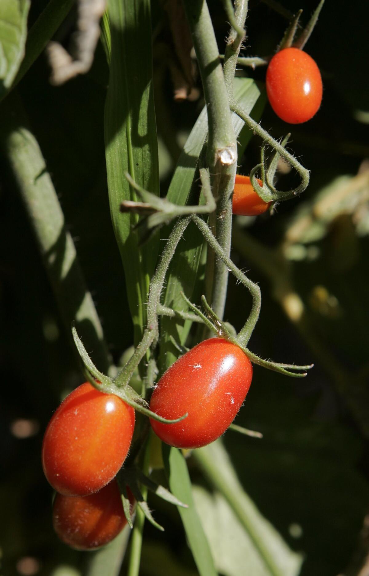 Vine-ripened advice on growing tomatoes - The San Diego Union-Tribune