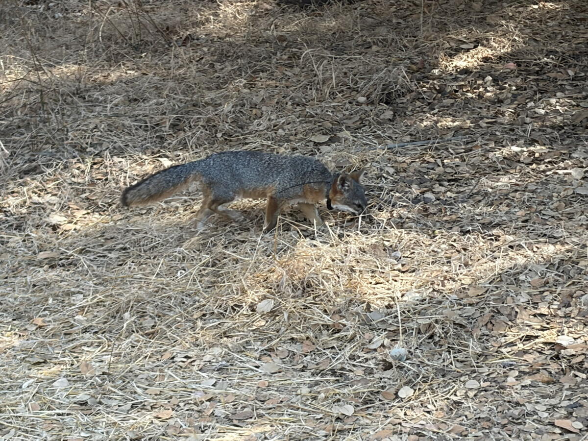 An island fox roots through leaves in pursuit of a meal.